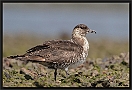 Middelste Jager, Pomarine Skua, Stercorarius pomarinus Location: Pelican Island, the Gambia middelste jager MG 1962-2 kopie